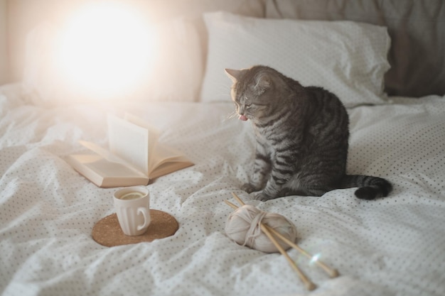 Comodo letto con un simpatico gatto scozzese grigio soriano dritto