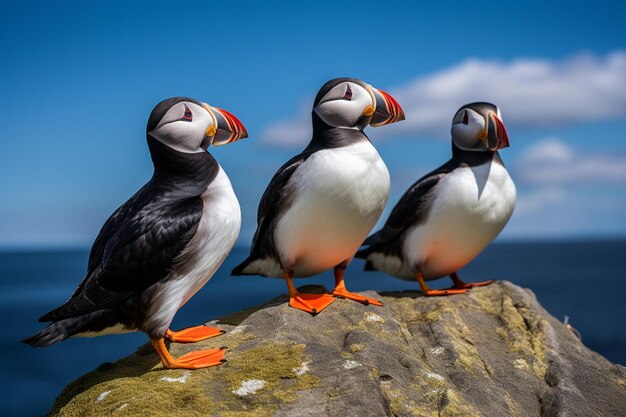 Compagni costieri di Puffin Harmony