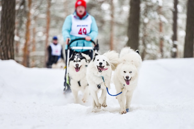 Competizione di gare sportive con cani da slitta Samoiedo