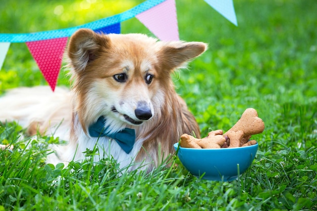 Compleanno di bellissimi corgi soffici sul prato verde e bandiere colorate sullo sfondo