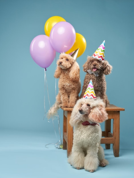 Compleanno di Dog39s Tre barboncini in cappelli di carnevale e palloncini