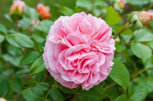 Completamente aperto, delicatamente rosa con molte sfumature bel fiore piante di rosa inglese