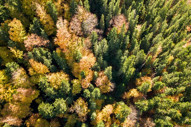 Completi giù la vista aerea della foresta verde e gialla di autunno con gli alberi freschi.