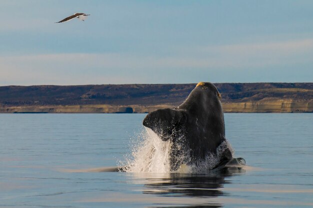 Comportamento di salto della balena destra meridionale Puerto Madryn Patagonia Argentina