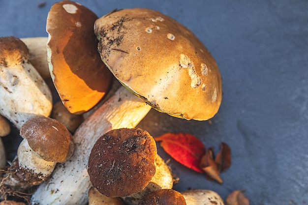 Composizione autunnale autunnale Funghi commestibili crudi Penny Bun su sfondo di scisto di pietra nero scuro Porcini su un tavolo grigio Cucinare delizioso cibo gourmet a base di funghi organici Vista dall'alto piatto