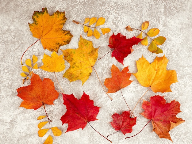 Composizione autunnale con foglie su sfondo bianco di cemento.