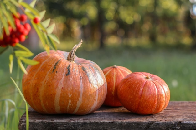 Composizione autunnale con zucche