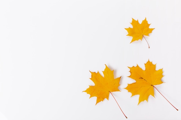 Composizione autunnale. Cornice fatta di foglie d'acero autunnali dorate. Lay piatto