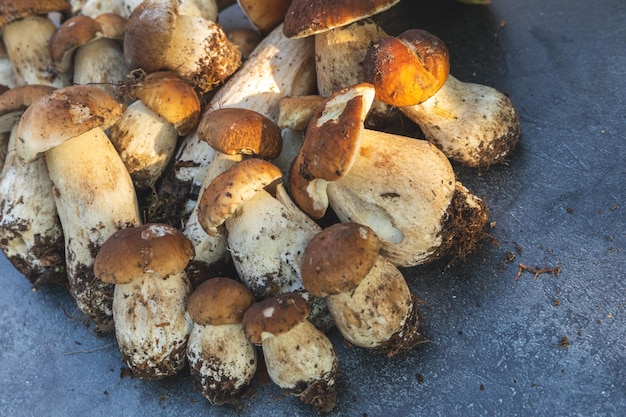 Composizione autunnale crudo funghi commestibili penny bun su sfondo di scisto di pietra nero scuro ceps ove