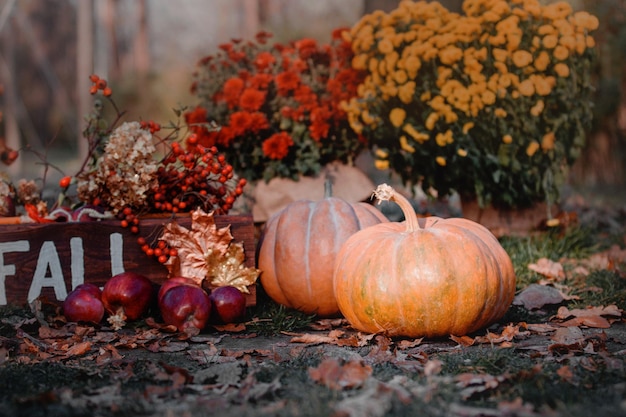 Composizione autunnale Decorazioni Halloween e Ringraziamento Zucche