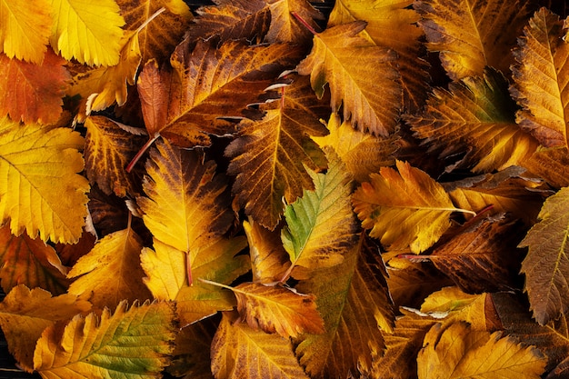 Composizione autunnale di foglie su legno scuro.