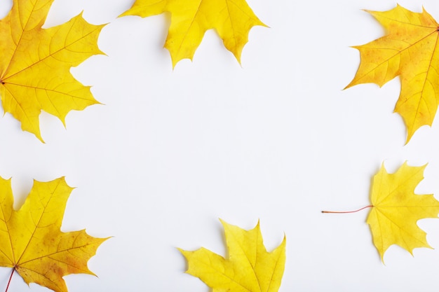 Composizione autunnale di foglie su sfondo bianco.