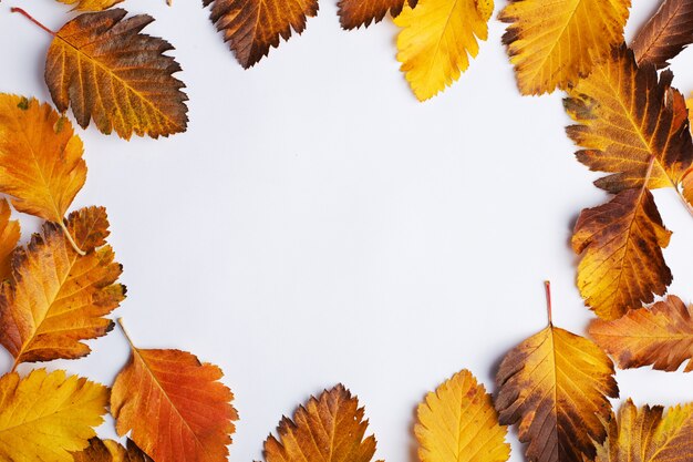 Composizione autunnale di foglie su sfondo bianco.