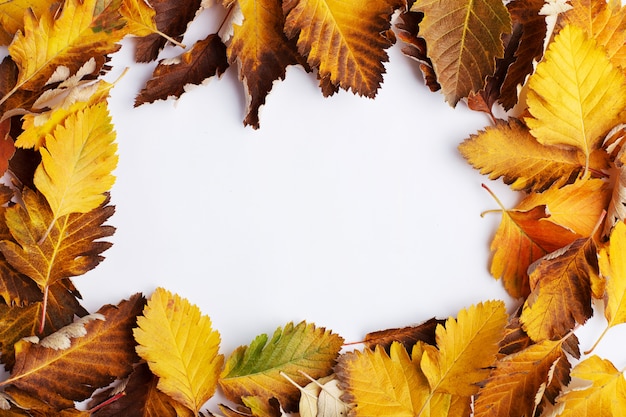 Composizione autunnale di foglie su sfondo bianco.