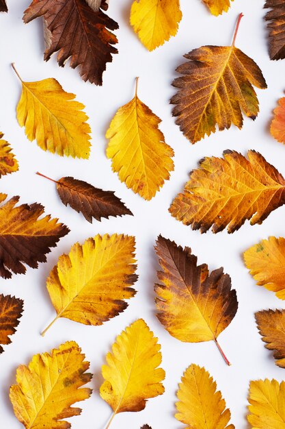 Composizione autunnale di foglie su sfondo bianco.