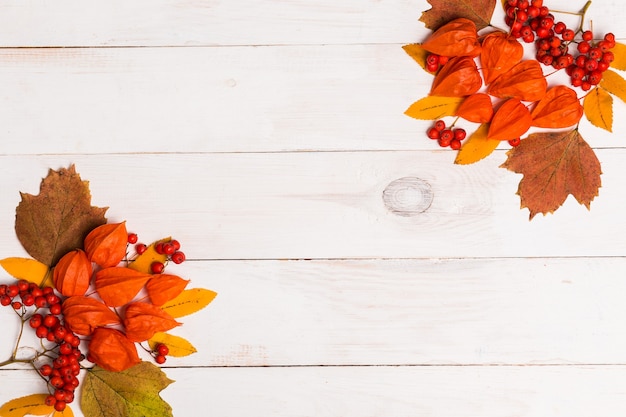 Composizione autunnale di lleaves, physalis, Rowan su fondo di legno bianco. Appartamento laico, vista dall'alto, copia dello spazio