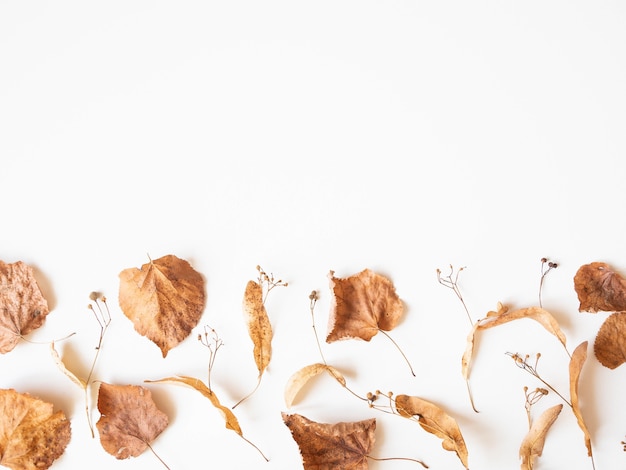 Composizione autunnale. Foglie e fiori di tiglio essiccati su uno sfondo bianco. Autunno, caduta, concetto di giorno del ringraziamento. Appartamento laico, vista dall'alto, copia dello spazio