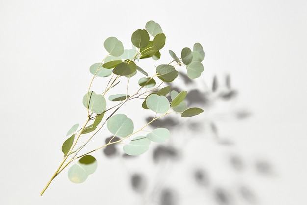 Composizione botanica dalla caduta di ramoscello naturale di piante sempreverdi di eucalipto con ombre sopra il muro bianco, copia dello spazio.