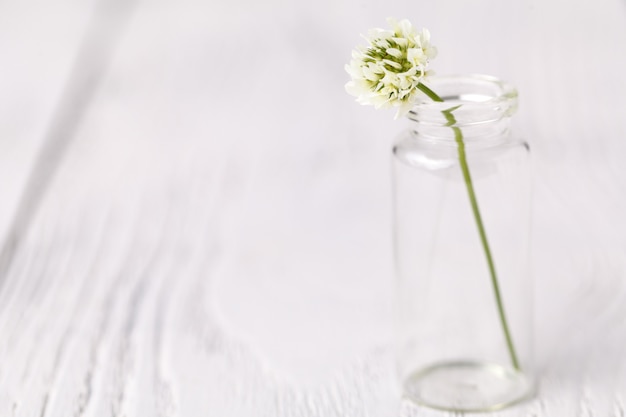 Composizione con trifoglio in vetro. natura morta malinconica con trifoglio bianco