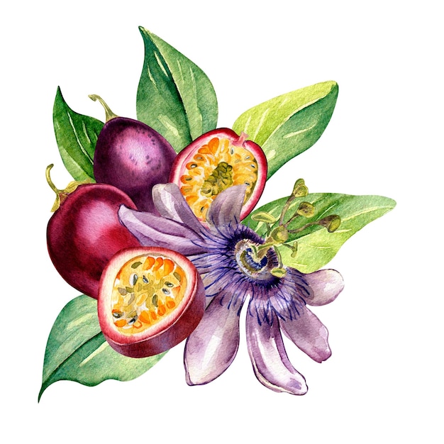 Composizione dei frutti della passione e del fiore sull'illustrazione dell'acquerello della foglia isolata su bianco.