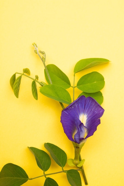 Composizione del fiore di pisello farfalla con foglie verdi