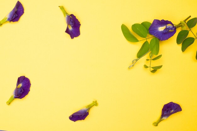 Composizione del fiore di pisello farfalla con foglie verdi