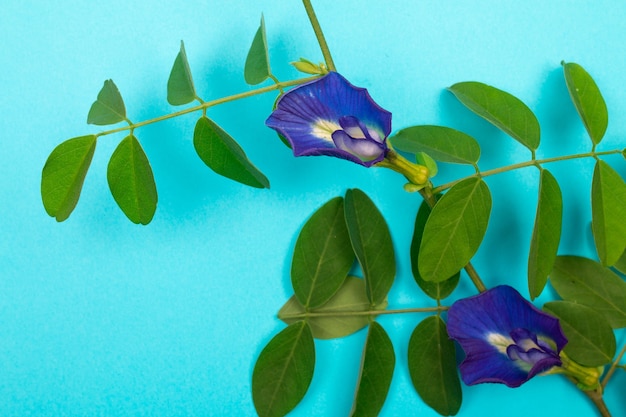 Composizione del fiore di pisello farfalla con foglie verdi