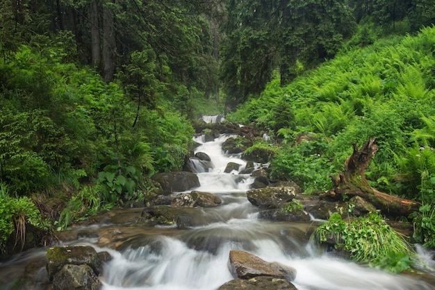 Composizione della natura