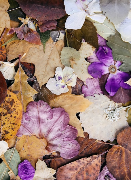 Composizione delle foglie e dei fiori secchi di autunno di caduta. Sfondo naturale. Piante per erbario.