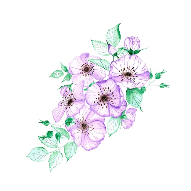 Composizione di anemone disegnata a mano Fiore del vento dell'acquerello su sfondo bianco Elementi di design dell'album