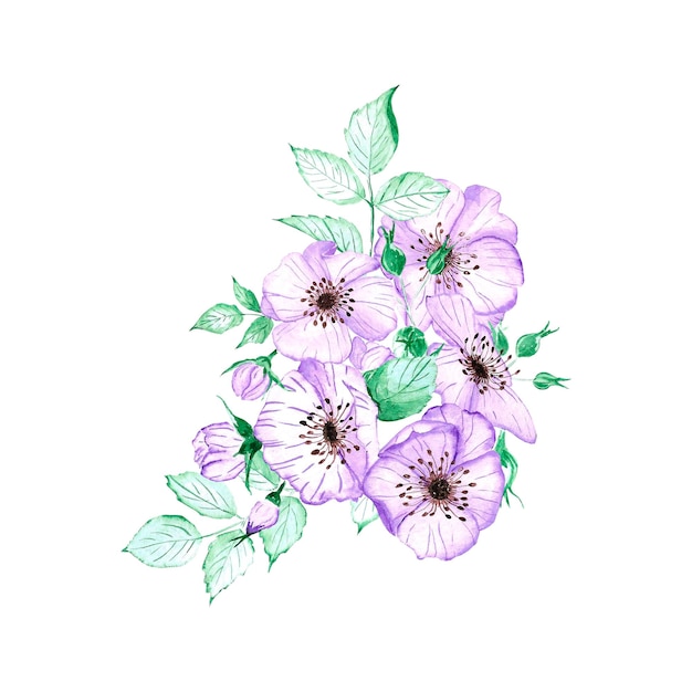 Composizione di anemone disegnata a mano Fiore di vento acquerello su sfondo bianco