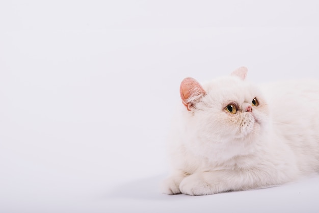 Composizione di animali domestici adorabili con gatto bianco assonnato