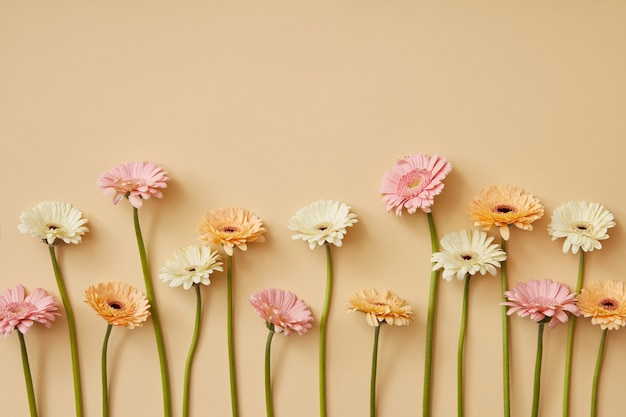 Composizione di diverse gerbere su uno sfondo di carta gialla. Composizione primaverile. Un biglietto di auguri per la festa della mamma o l'8 marzo. Piatto lay