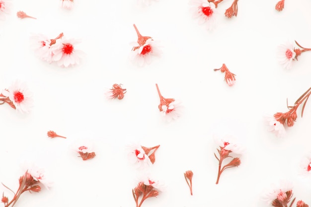 Composizione di fiori Bordo fatto di fiori bianchi a margherita Vista dall'alto piatto