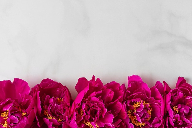 Composizione di fiori Bordo fatto di fiori di peonia rosa su sfondo bianco Vista dall'alto piatto con spazio per la copia