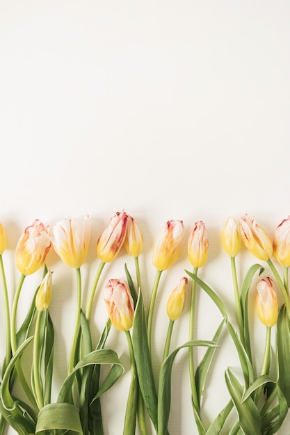 Composizione di fiori con molti tulipani gialli su bianco