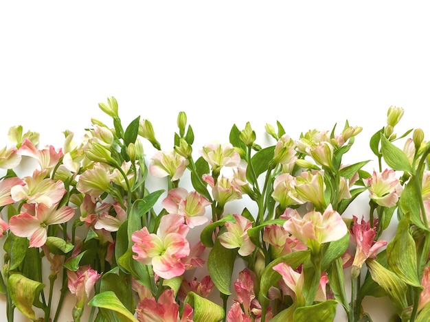 Composizione di fiori. Cornice fatta di fiori rosa alstroemeria su sfondo bianco. Giorno del matrimonio, festa della mamma e concetto di festa della donna. Disposizione piana, vista dall'alto.