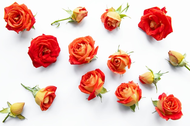 Composizione di fiori. Cornice fatta di rose rosse e foglie su sfondo bianco. Vista dall'alto, distesi, copia spazio