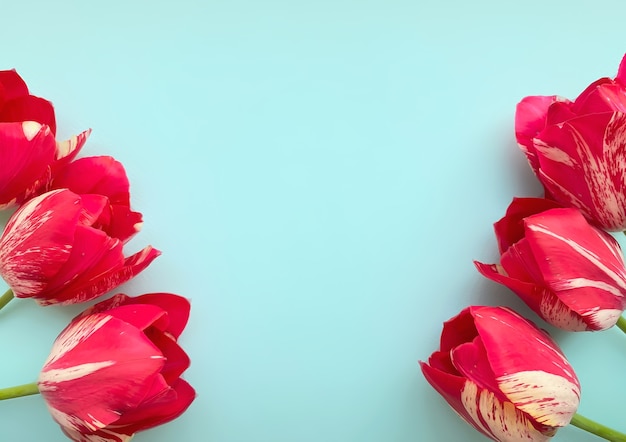 Composizione di fiori. Cornice fatta di tulipani rossi su sfondo blu. Concetto di San Valentino, festa della mamma e festa della donna. Disposizione piana, vista dall'alto.