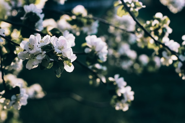 Composizione di fiori di fioritura primaverile