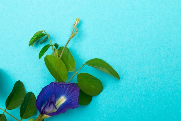 Composizione di fiori di pisello farfalla con foglie verdi