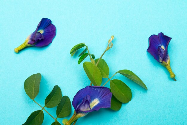 Composizione di fiori di pisello farfalla con foglie verdi