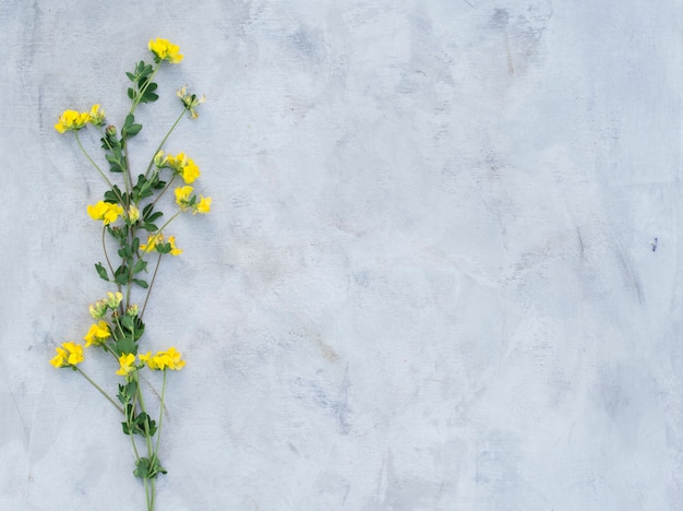 Composizione di fiori estivi su uno sfondo grigio.