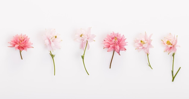 Composizione di fiori festosi sullo sfondo di legno bianco vista dall'alto