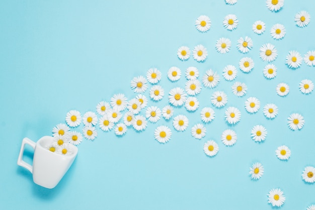 Composizione di fiori Fiori di camomilla su blu pastello