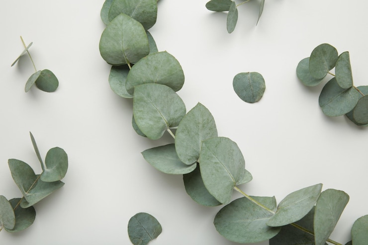 Foto composizione di fiori fiori di cotone e rami di eucalipto su sfondo grigio foto verticale