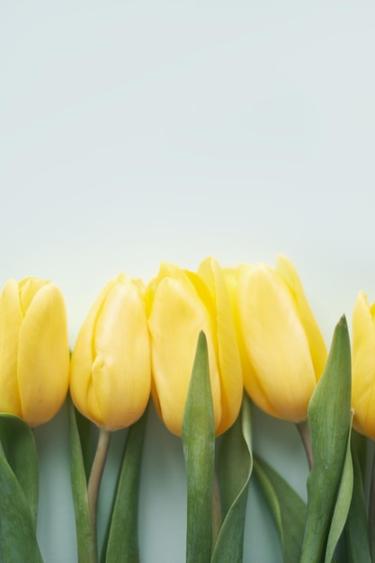 Composizione di fiori Fiori di tulipano giallo su sfondo verde Concetto di primavera estate