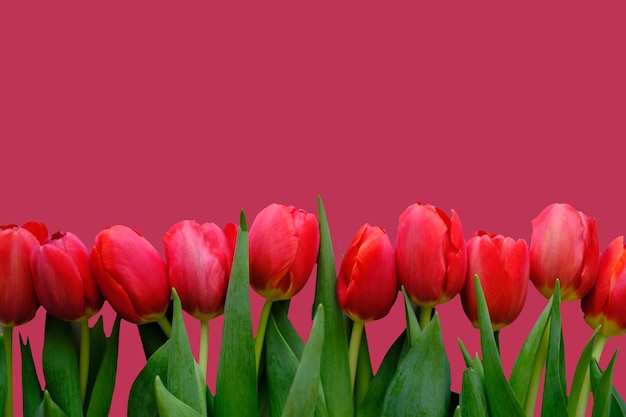 Composizione di fiori fiori di tulipano rosso isolati sul colore dell'anno viva magenta primavera estate