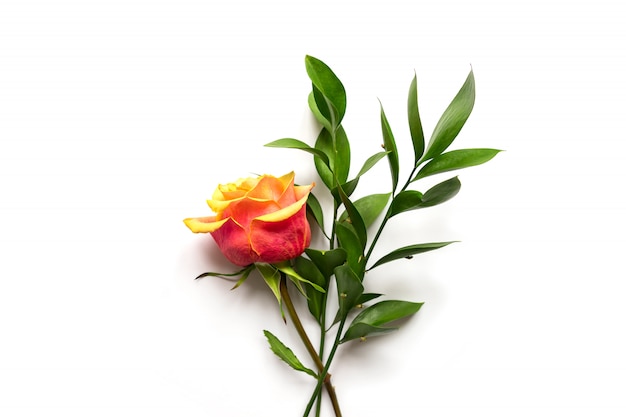 Composizione di fiori. Rami del fiore e di Ruscus di Rosa su fondo bianco. Vista piana, vista dall'alto, copia spazio.