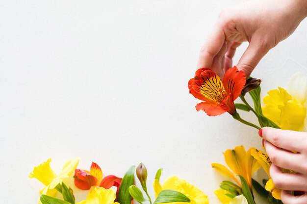 Composizione di fiori su sfondo bianco